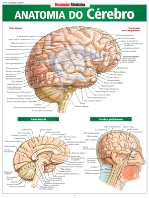 Anatomia do Cérebro