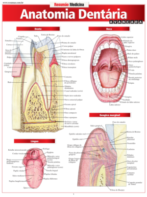 Anatomia Dentária Avançada