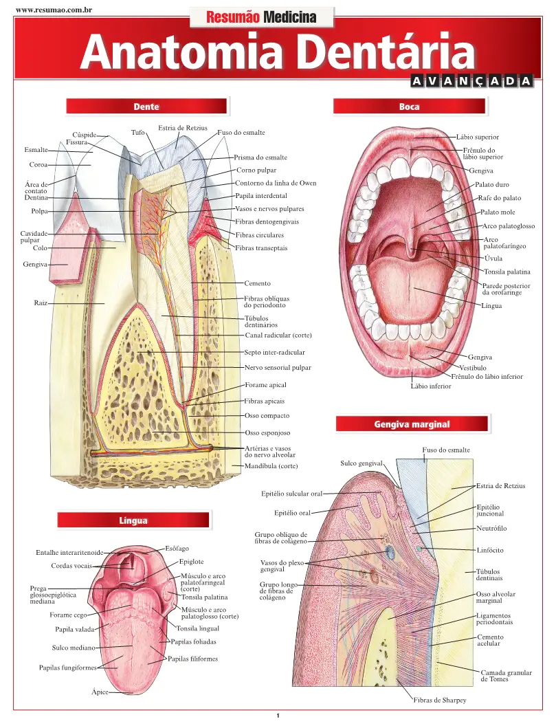 Anatomia Dentária Avançada