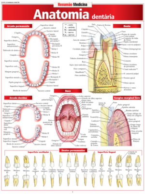 Anatomia Dentária