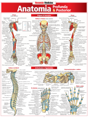 Anatomia Profunda e Posterior