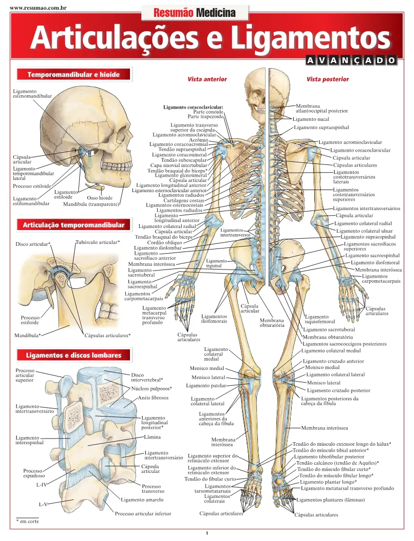 Articulações & Ligamentos Avançado