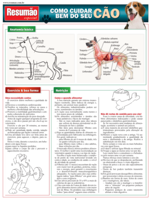 Como Cuidar Bem do seu Cão