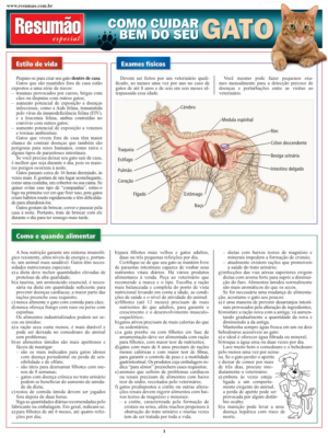 Como Cuidar Bem do seu Gato