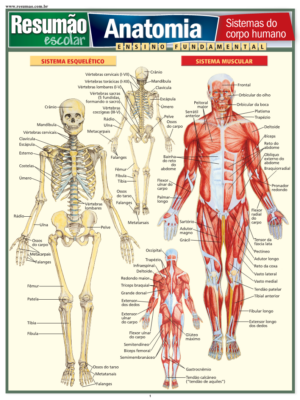Anatomia - Sistemas do corpo humano