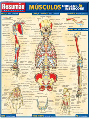 Músculos: Origens e Inserções