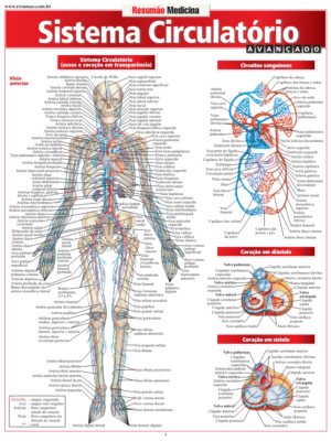 Sistema Circulatório Avançado
