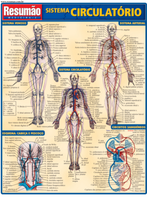 Sistema Circulatório