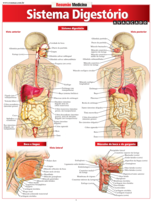 Sistema Digestório Avançado