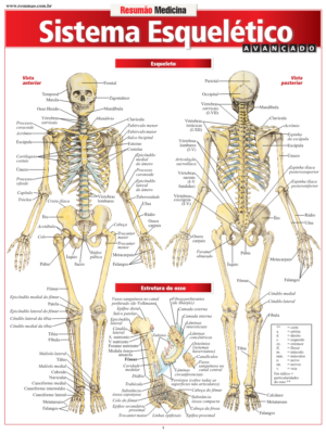 Sistema Esquelético Avançado