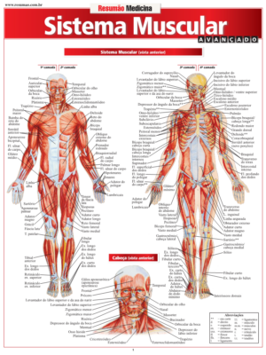 Sistema Muscular Avançado