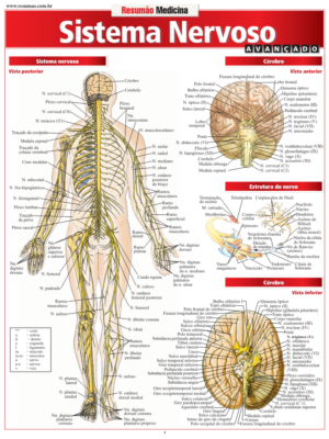 Sistema Nervoso Avançado