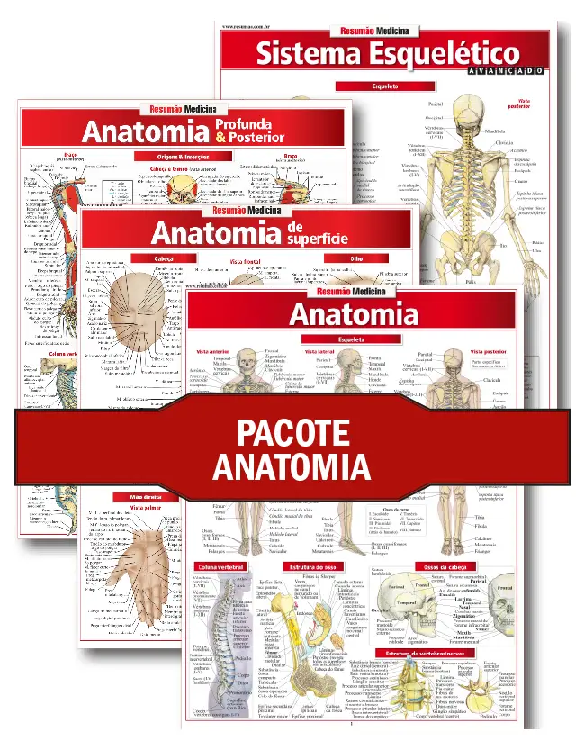 Pacote Anatomia