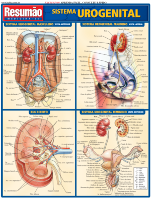 Sistema Urogenital
